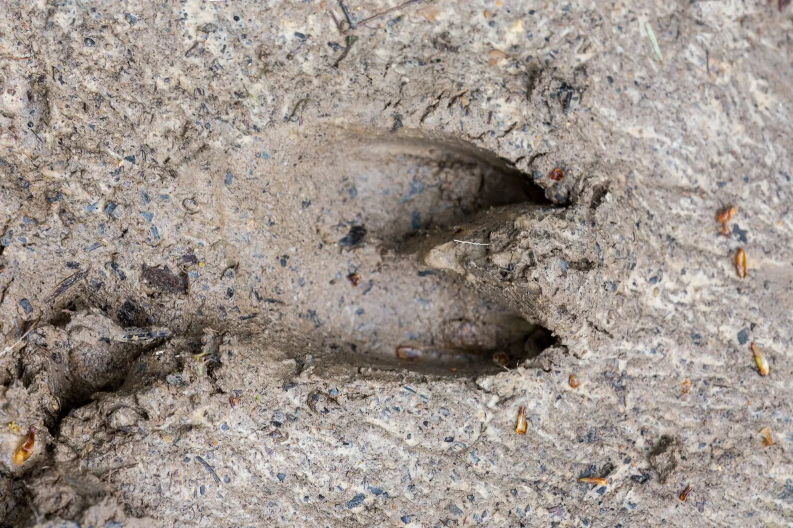 Feral hog track pressed into clay soil