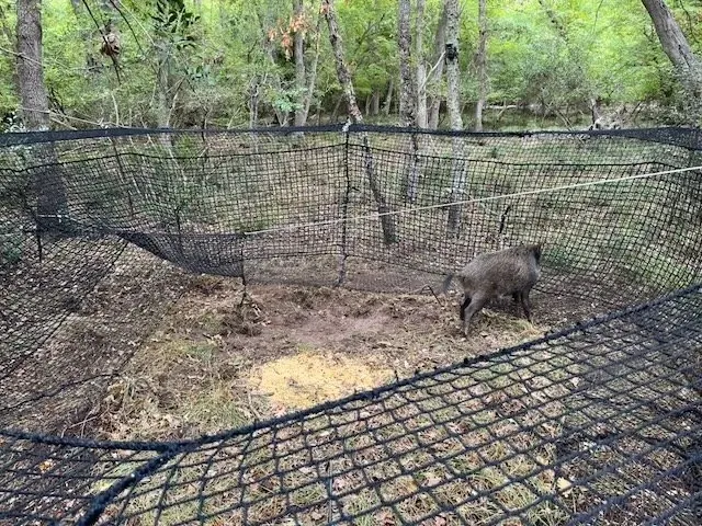 Pig Brig trap in action