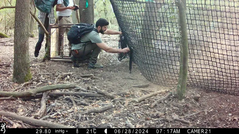 Field trap deployment