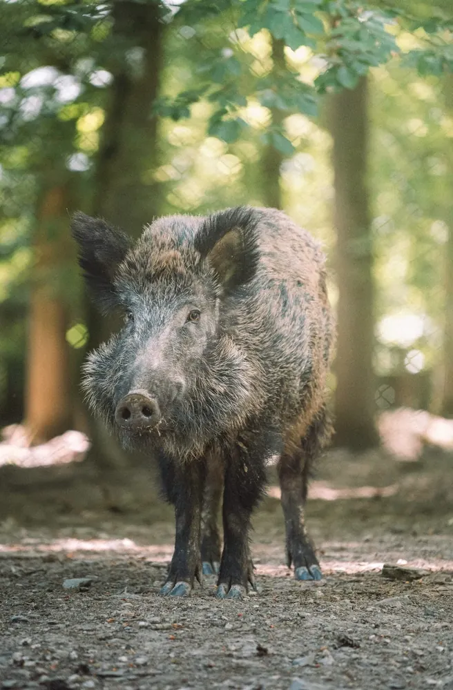 Feral pig in forest